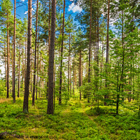 Buy canvas prints of Idyllic view of pine tree forest by Alex Winter