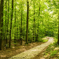 Buy canvas prints of Beautiful track through the forest by Alex Winter