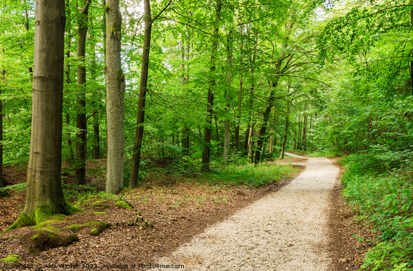 Walkway in forest Pathway Picture Board by Alex Winter