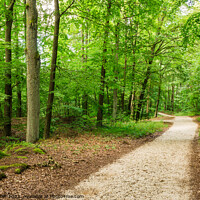 Buy canvas prints of Walkway in forest Pathway by Alex Winter