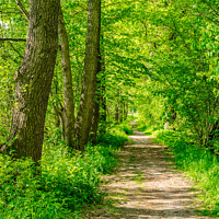 Buy canvas prints of Idyllic sunny forest path by Alex Winter