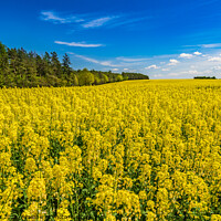 Buy canvas prints of Cultivated canola land yellow flowers at spring by Alex Winter