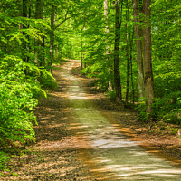 Buy canvas prints of Beautiful track Tranquil forest walk by Alex Winter