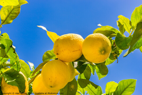 Lemon tree with ripe yellow fruit Picture Board by Alex Winter