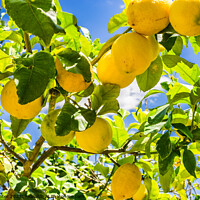 Buy canvas prints of Ripe yellow lemon fruits by Alex Winter