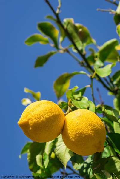 Lemon fruits Picture Board by Alex Winter