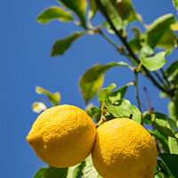 Buy canvas prints of Lemon fruits by Alex Winter