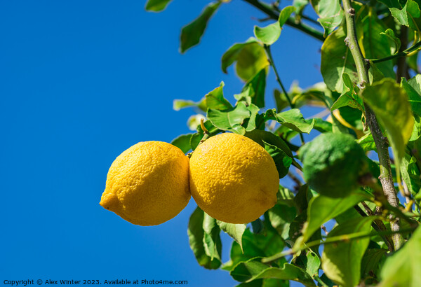 Organic lemon fruits Picture Board by Alex Winter