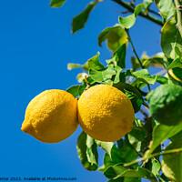 Buy canvas prints of Organic lemon fruits by Alex Winter
