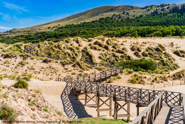 Wooden footbridge over sand dunes on Majorca Picture Board by Alex Winter