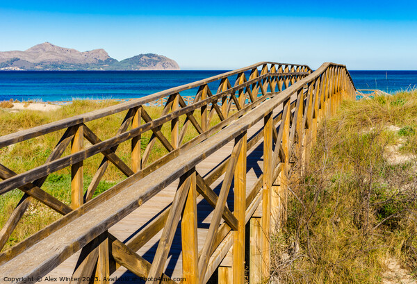 Wooden footbridge over sand dunes Picture Board by Alex Winter