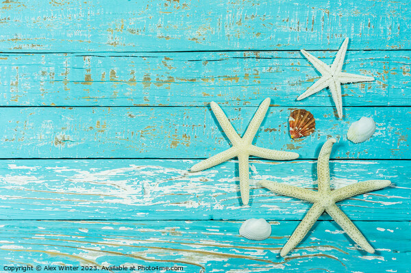 Summer decoration with starfish and seashell Picture Board by Alex Winter