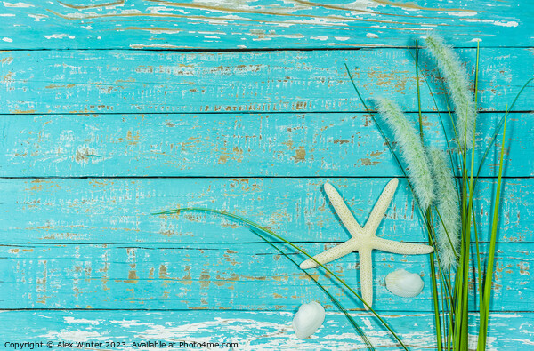 Starfish and reed decoration Picture Board by Alex Winter