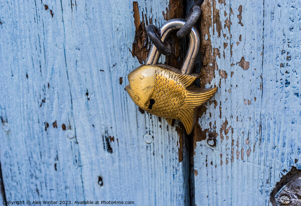 Close-up of closed padlock in fish design Picture Board by Alex Winter