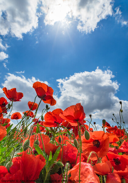 Red poppy field blue cloudy sky background Picture Board by Alex Winter