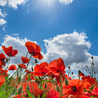 Buy canvas prints of Red poppy field blue cloudy sky background by Alex Winter