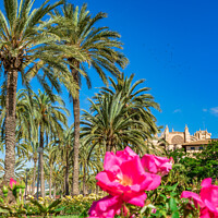 Buy canvas prints of Palm trees Palma by Alex Winter