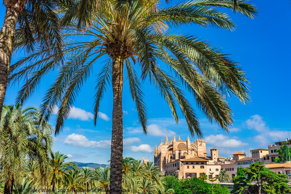 Palma Cathedral majorca Picture Board by Alex Winter