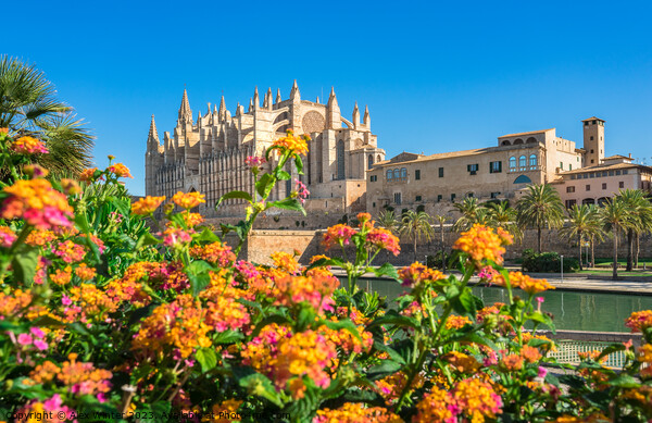 Beautiful view of Cathedral La Seu Picture Board by Alex Winter