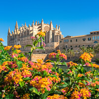 Buy canvas prints of Beautiful view of Cathedral La Seu by Alex Winter