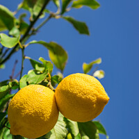 Buy canvas prints of Lemon tree with ripe yellow fruit  by Alex Winter