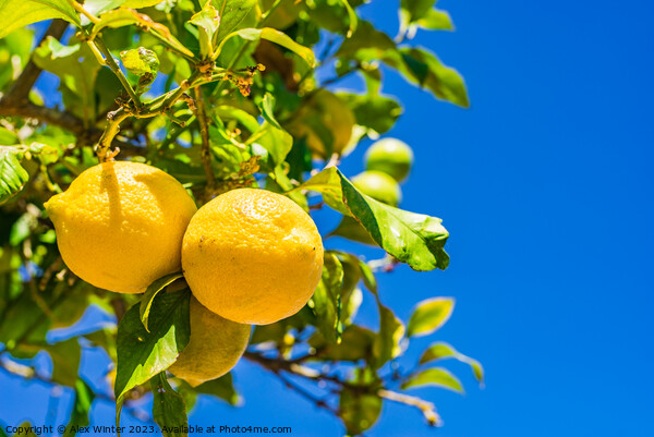 Fresh ripe yellow lemon fruits Picture Board by Alex Winter