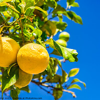 Buy canvas prints of Fresh ripe yellow lemon fruits by Alex Winter
