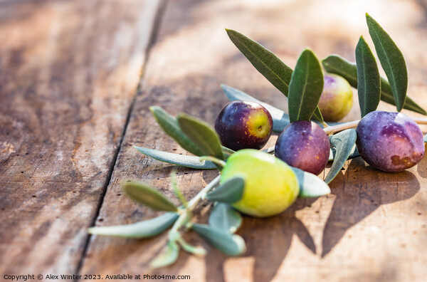 Mediterranean olive fruits branch Picture Board by Alex Winter