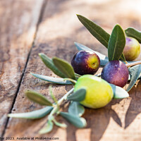 Buy canvas prints of Mediterranean olive fruits branch by Alex Winter