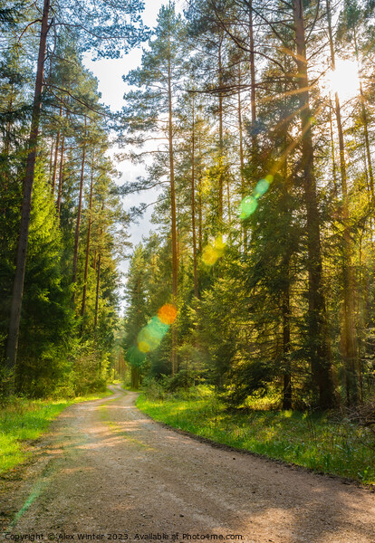 Serene Path Through Pine Trees Picture Board by Alex Winter