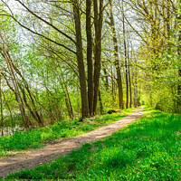 Buy canvas prints of Idyllic spring nature with track along trees allee by Alex Winter