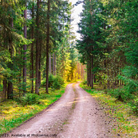Buy canvas prints of Evergreen trees nature with dirt road by Alex Winter
