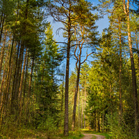 Buy canvas prints of Dirt road in pine tree woodland by Alex Winter