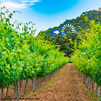 Buy canvas prints of Winery landscape with lush leaves on vines by Alex Winter
