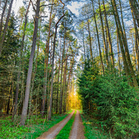 Buy canvas prints of Path along pine trees with glade  by Alex Winter