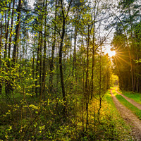 Buy canvas prints of Green forest path with idyllic sunlight by Alex Winter