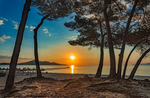 Idyllic view of sunrise at coast Alcudia Bay Picture Board by Alex Winter