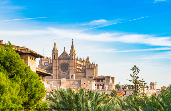 View of Cathedral La Seu, Palma Picture Board by Alex Winter