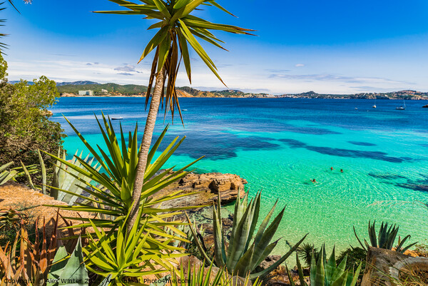 Cala Fornells, beach Majorca island, Spain Picture Board by Alex Winter