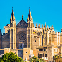 Buy canvas prints of Cathedral of Palma de Majorca by Alex Winter