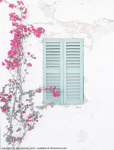 A bougainvillea plant on a Mediterranean house wal Picture Board by Alex Winter
