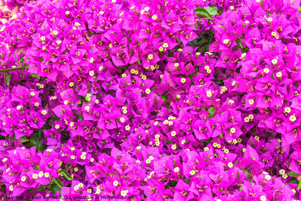 A close up of a Bougainvillea flower. Picture Board by Alex Winter