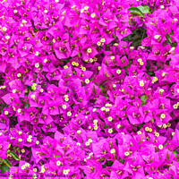 Buy canvas prints of A close up of a Bougainvillea flower. by Alex Winter
