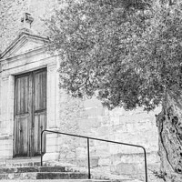 Buy canvas prints of A beautiful old olive tree standing next to an old church, black and white by Alex Winter