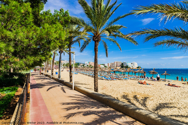 Sand beach with palm tree pormenade in Magaluf on Mallorca Picture Board by Alex Winter