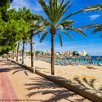 Buy canvas prints of Sand beach with palm tree pormenade in Magaluf on Mallorca by Alex Winter