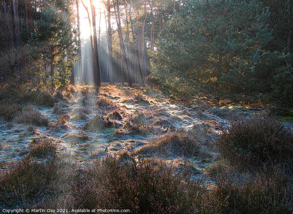 Frosty Sunrays Paint the Woodland Picture Board by Martin Day