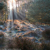 Buy canvas prints of Frosty Sunrays Paint the Woodland by Martin Day
