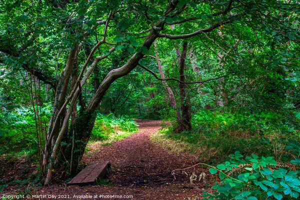 Enchanted Woodland Path: A Walk Through Ancient Wo Picture Board by Martin Day