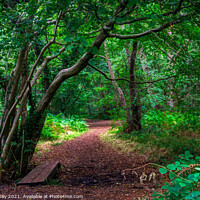 Buy canvas prints of Enchanted Woodland Path: A Walk Through Ancient Wo by Martin Day